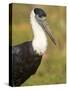 Close-Up of a Woolly-Necked Stork (Ciconia Episcopus) Bird, India-null-Stretched Canvas