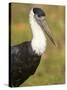 Close-Up of a Woolly-Necked Stork (Ciconia Episcopus) Bird, India-null-Stretched Canvas
