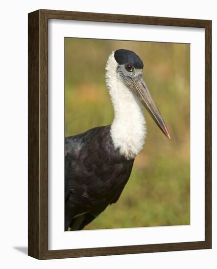 Close-Up of a Woolly-Necked Stork (Ciconia Episcopus) Bird, India-null-Framed Photographic Print