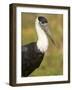 Close-Up of a Woolly-Necked Stork (Ciconia Episcopus) Bird, India-null-Framed Photographic Print