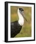 Close-Up of a Woolly-Necked Stork (Ciconia Episcopus) Bird, India-null-Framed Photographic Print