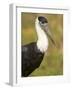 Close-Up of a Woolly-Necked Stork (Ciconia Episcopus) Bird, India-null-Framed Photographic Print