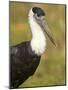 Close-Up of a Woolly-Necked Stork (Ciconia Episcopus) Bird, India-null-Mounted Photographic Print