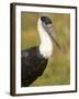 Close-Up of a Woolly-Necked Stork (Ciconia Episcopus) Bird, India-null-Framed Photographic Print