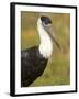 Close-Up of a Woolly-Necked Stork (Ciconia Episcopus) Bird, India-null-Framed Photographic Print