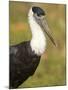 Close-Up of a Woolly-Necked Stork (Ciconia Episcopus) Bird, India-null-Mounted Photographic Print