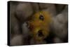 Close-Up of a Yellow Christmas Tree Worm-Stocktrek Images-Stretched Canvas