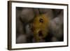 Close-Up of a Yellow Christmas Tree Worm-Stocktrek Images-Framed Photographic Print