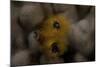 Close-Up of a Yellow Christmas Tree Worm-Stocktrek Images-Mounted Photographic Print