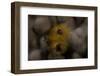 Close-Up of a Yellow Christmas Tree Worm-Stocktrek Images-Framed Photographic Print