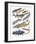 Close-Up of Acipenseriformes Family-null-Framed Giclee Print