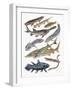 Close-Up of Acipenseriformes Family-null-Framed Giclee Print