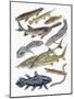 Close-Up of Acipenseriformes Family-null-Mounted Giclee Print