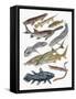 Close-Up of Acipenseriformes Family-null-Framed Stretched Canvas