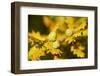 Close Up of Acorns and Autumnal Foliage of English Oak (Quercus Robur), Dorset, UK, September-Ross Hoddinott-Framed Photographic Print