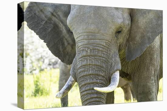 Close Up of African Bush Elephant (Loxodonta Africana)-Kim Walker-Stretched Canvas