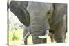 Close Up of African Bush Elephant (Loxodonta Africana)-Kim Walker-Stretched Canvas