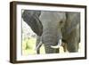 Close Up of African Bush Elephant (Loxodonta Africana)-Kim Walker-Framed Photographic Print