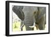 Close Up of African Bush Elephant (Loxodonta Africana)-Kim Walker-Framed Photographic Print