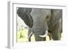 Close Up of African Bush Elephant (Loxodonta Africana)-Kim Walker-Framed Photographic Print