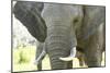 Close Up of African Bush Elephant (Loxodonta Africana)-Kim Walker-Mounted Photographic Print