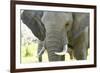 Close Up of African Bush Elephant (Loxodonta Africana)-Kim Walker-Framed Photographic Print