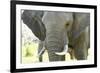 Close Up of African Bush Elephant (Loxodonta Africana)-Kim Walker-Framed Photographic Print