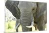 Close Up of African Bush Elephant (Loxodonta Africana)-Kim Walker-Mounted Photographic Print