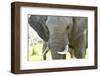 Close Up of African Bush Elephant (Loxodonta Africana)-Kim Walker-Framed Photographic Print
