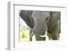 Close Up of African Bush Elephant (Loxodonta Africana)-Kim Walker-Framed Photographic Print