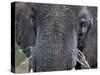 Close-up of African Elephant Trunk, Tanzania-Dee Ann Pederson-Stretched Canvas