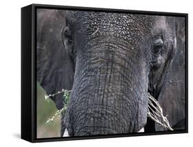 Close-up of African Elephant Trunk, Tanzania-Dee Ann Pederson-Framed Stretched Canvas