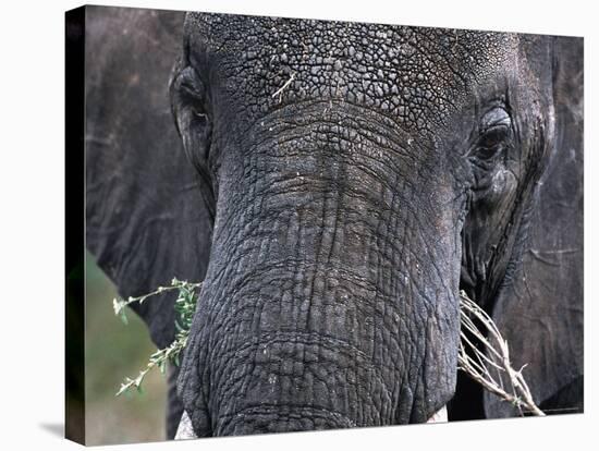 Close-up of African Elephant Trunk, Tanzania-Dee Ann Pederson-Stretched Canvas