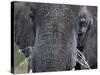 Close-up of African Elephant Trunk, Tanzania-Dee Ann Pederson-Stretched Canvas