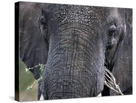 Close-up of African Elephant Trunk, Tanzania-Dee Ann Pederson-Stretched Canvas