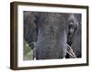 Close-up of African Elephant Trunk, Tanzania-Dee Ann Pederson-Framed Photographic Print