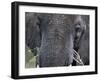 Close-up of African Elephant Trunk, Tanzania-Dee Ann Pederson-Framed Photographic Print