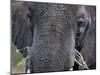 Close-up of African Elephant Trunk, Tanzania-Dee Ann Pederson-Mounted Photographic Print