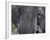 Close-up of African Elephant Trunk, Tanzania-Dee Ann Pederson-Framed Photographic Print