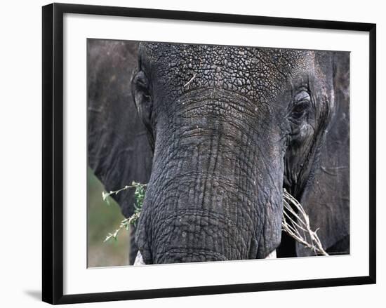 Close-up of African Elephant Trunk, Tanzania-Dee Ann Pederson-Framed Photographic Print