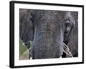 Close-up of African Elephant Trunk, Tanzania-Dee Ann Pederson-Framed Photographic Print