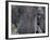 Close-up of African Elephant Trunk, Tanzania-Dee Ann Pederson-Framed Photographic Print