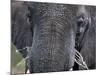Close-up of African Elephant Trunk, Tanzania-Dee Ann Pederson-Mounted Photographic Print