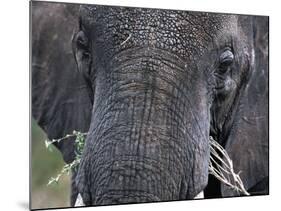 Close-up of African Elephant Trunk, Tanzania-Dee Ann Pederson-Mounted Photographic Print