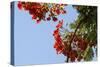 Close-Up of African Flame Tree, Stone Town, Zanzibar, Tanzania-Alida Latham-Stretched Canvas