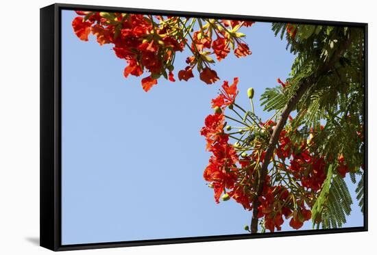 Close-Up of African Flame Tree, Stone Town, Zanzibar, Tanzania-Alida Latham-Framed Stretched Canvas