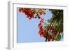 Close-Up of African Flame Tree, Stone Town, Zanzibar, Tanzania-Alida Latham-Framed Photographic Print