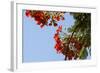 Close-Up of African Flame Tree, Stone Town, Zanzibar, Tanzania-Alida Latham-Framed Photographic Print