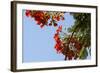 Close-Up of African Flame Tree, Stone Town, Zanzibar, Tanzania-Alida Latham-Framed Photographic Print