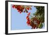 Close-Up of African Flame Tree, Stone Town, Zanzibar, Tanzania-Alida Latham-Framed Photographic Print